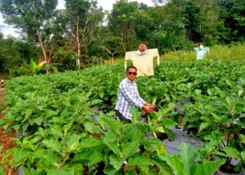 DPRD Barito Utara Apresiasi Keberhasilan Petani Hortikultura di Desa Trinsing