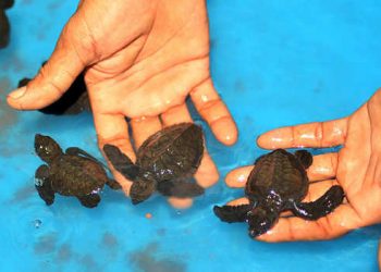 Sering di Buru, Hewan Dilindungi di TNTP Terancam Punah