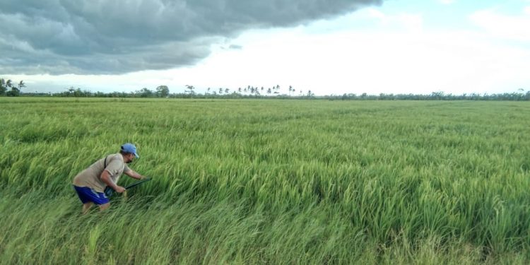 Mantap, Produksi Padi Seruyan Alami Kenaikan Capai 5,96 Persen