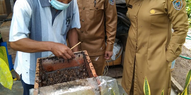Wabup Seruyan Tinjau Langsung Budidaya Madu Kelulut