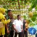 Menginspirasi Warga Untuk Mengembangkan Pertanian Buah Melon Dilahan Kodim 1013 MTW