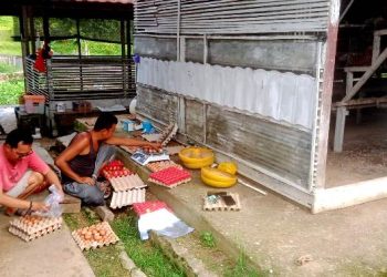 Distan Barut  Melalui UPTD Balai Pembibitan Ternak Terus Mengembangkan Ternak Ayam Petelur