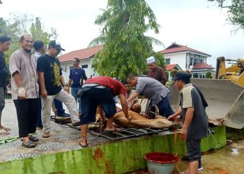 PUPR Barut Laksanakan Pemotongan 9 Ekor Hewan Qurban (Sapi)