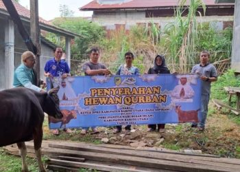 Sekretariat DRPD Terima Tiga Sapi Kurban Dari Ketua DPRD Barut