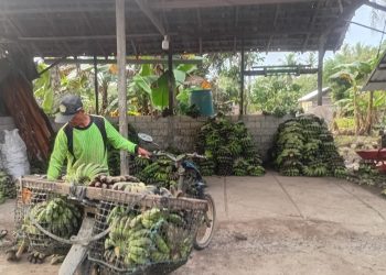 Lahan Terendam Banjir, Petani Pisang Kepok di Desa Bangun Harja Terancam Gagal Panen