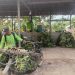 Lahan Terendam Banjir, Petani Pisang Kepok di Desa Bangun Harja Terancam Gagal Panen