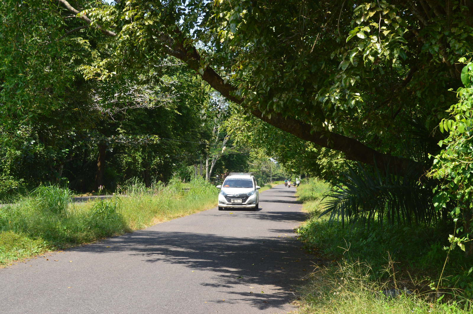 Warga Resah, Pohon di Jalan Kembar Dinilai Membahayakan Pengendara