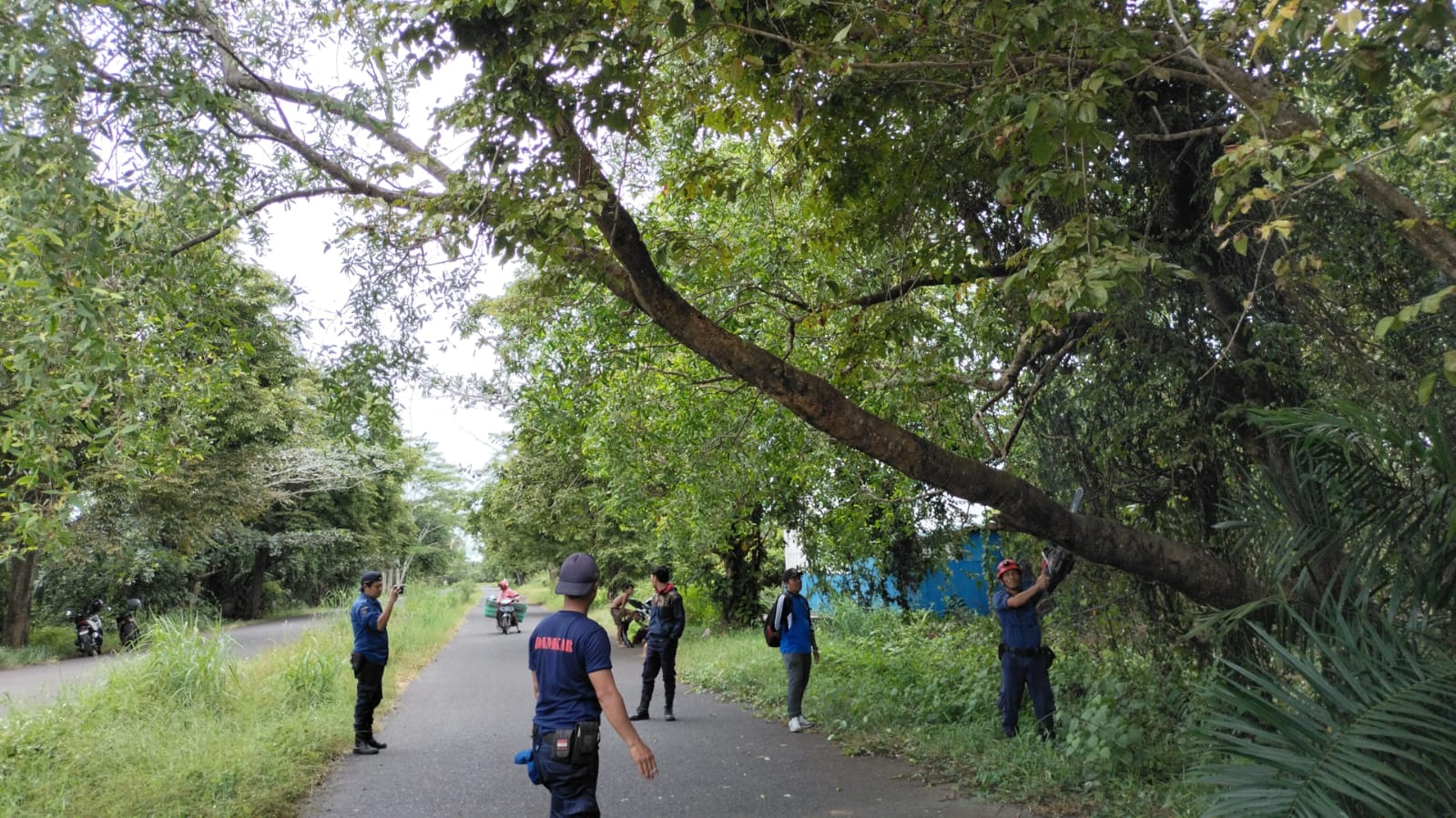 Gerak Cepat, DPKP Seruyan Evakuasi Pohon Condong di Jalan Untung Suropati