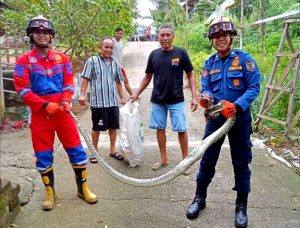 Damkarmat Barito Utara Kembali Laksanakan Tugas Non-kebakaran Berupa Penyelamatan Hewan (animal rescue)