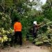 Anggota TRC Pusdalops BPBD Barut dan PLN Tangani Pohon Tumbang