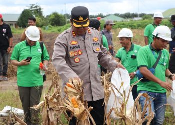 Polres Seruyan Panen Raya Jagung Perdana, Capai Hasil 2,5 Ton