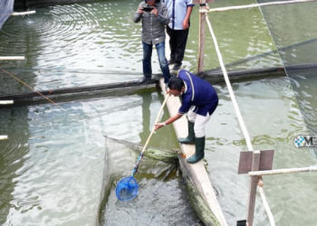 BUMDes Hopakat Maju Bersama Sukses Panen Ikan, Bupati Mura Apresiasi Program Ketahanan Pangan