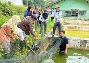 Bentuk Komitmen Nyata Pemerintah, Panen Bibit Ikan di BPBAT Lahei Dukung Produktivitas Warga